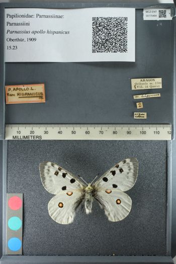 Media type: image;   Entomology 175464